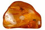 Fossil Fly (Diptera) and Coprolite in Baltic Amber #166228-1